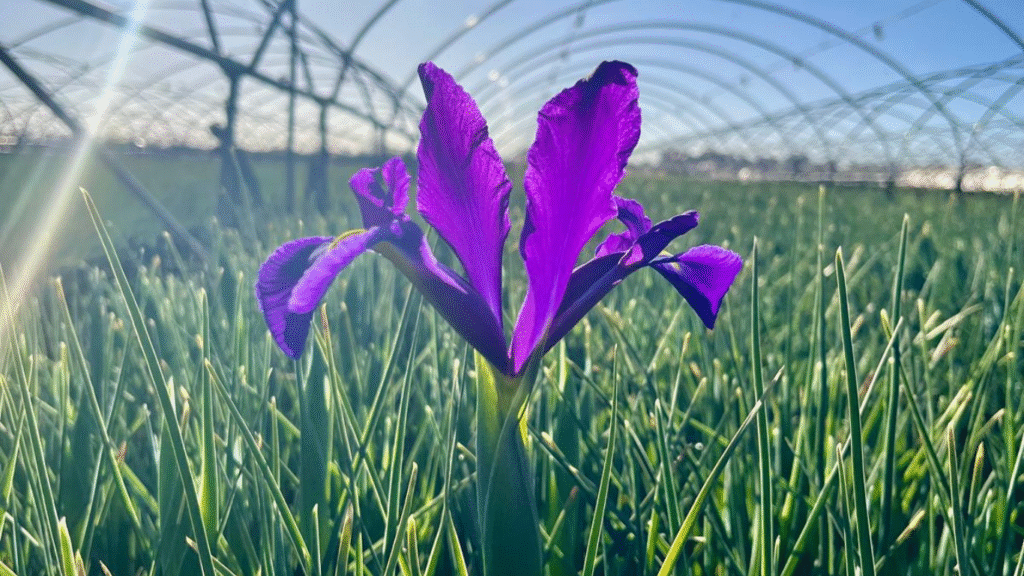 diseño sin título (42)