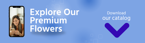 post instagram descargar aplicación minimalista azul y blanco (500 x 150 px) (2)