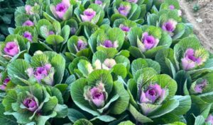 whatsapp image 2025 10 11 at 2.10.05 pm (18)