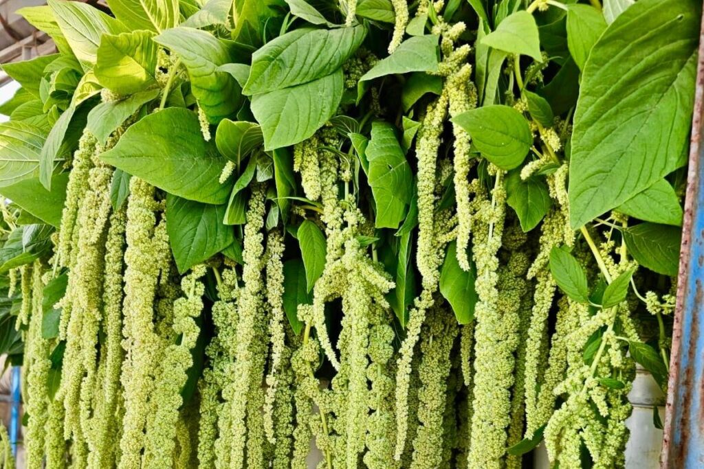 whatsapp image 2025 10 11 at 2.10.05 pm (22) whatsapp image 2025 10 11 at 2.10.05 pm (22)