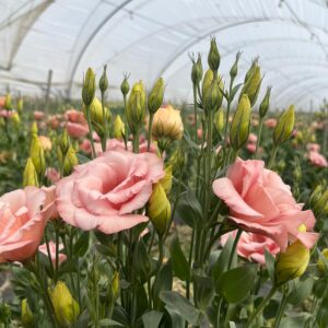 whatsapp image 2025 10 11 at 2.10.05 pm (27)