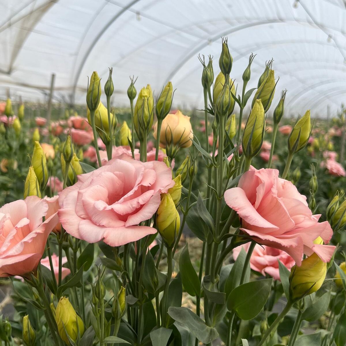 whatsapp image 2025 10 11 at 2.10.05 pm (27)