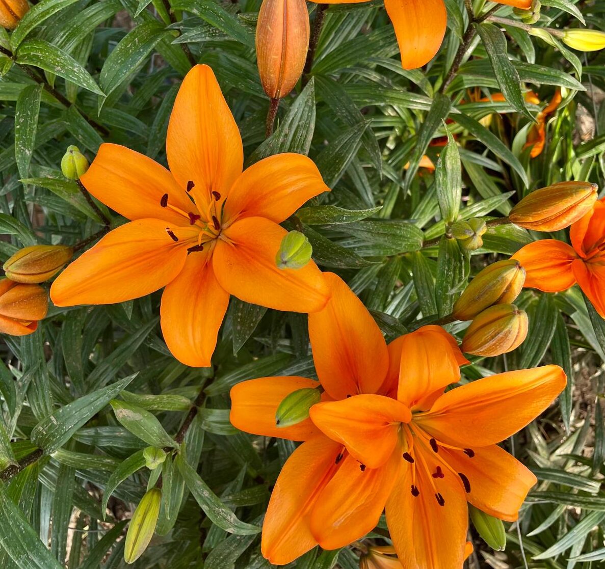 whatsapp image 2025 10 11 at 2.10.05 pm (30)