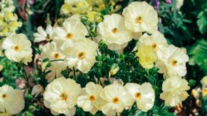 A stunning array of yellow buttercup flowers basking in sunlight, showcasing natural beauty.