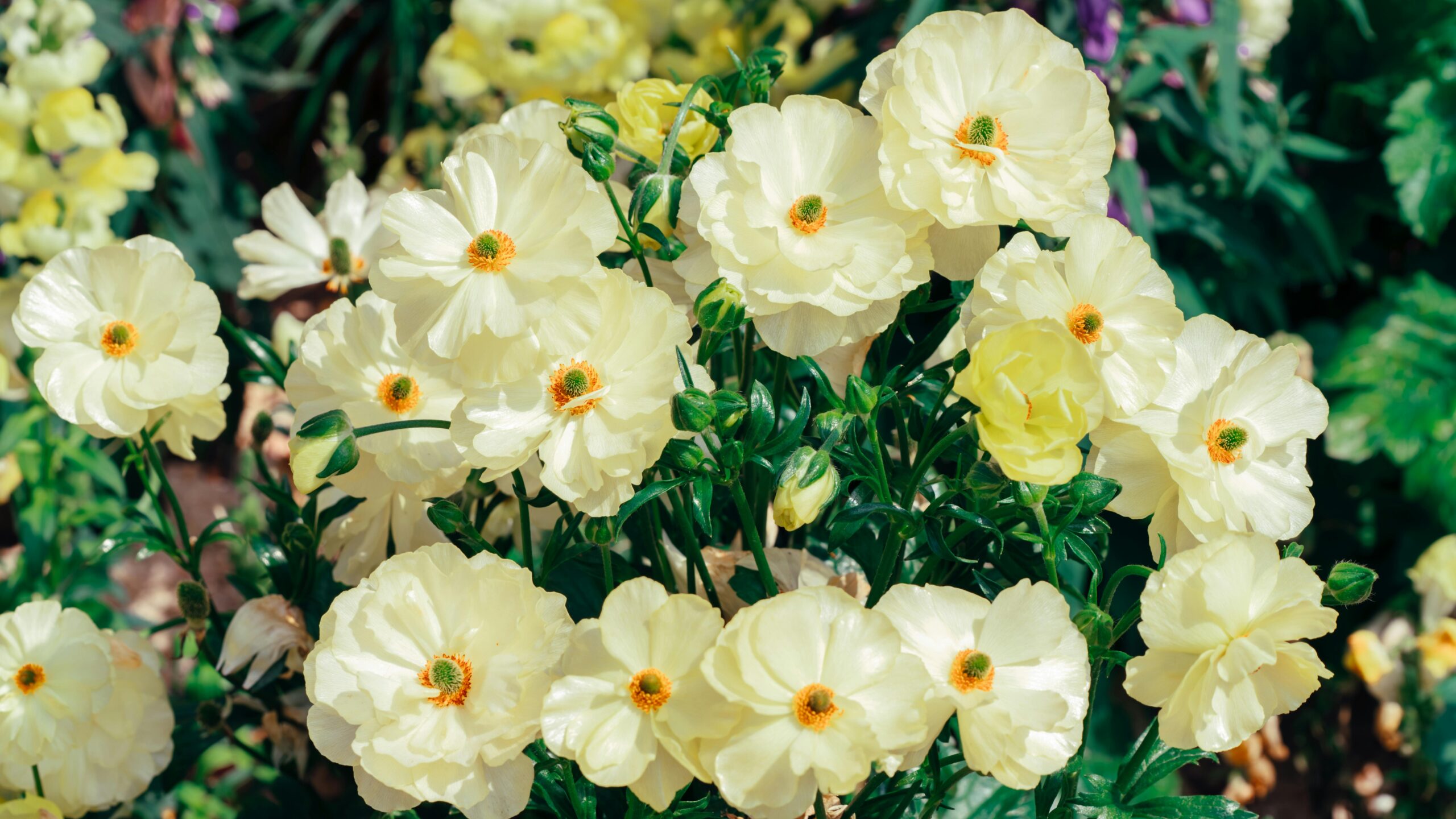 A stunning array of yellow buttercup flowers basking in sunlight, showcasing natural beauty.