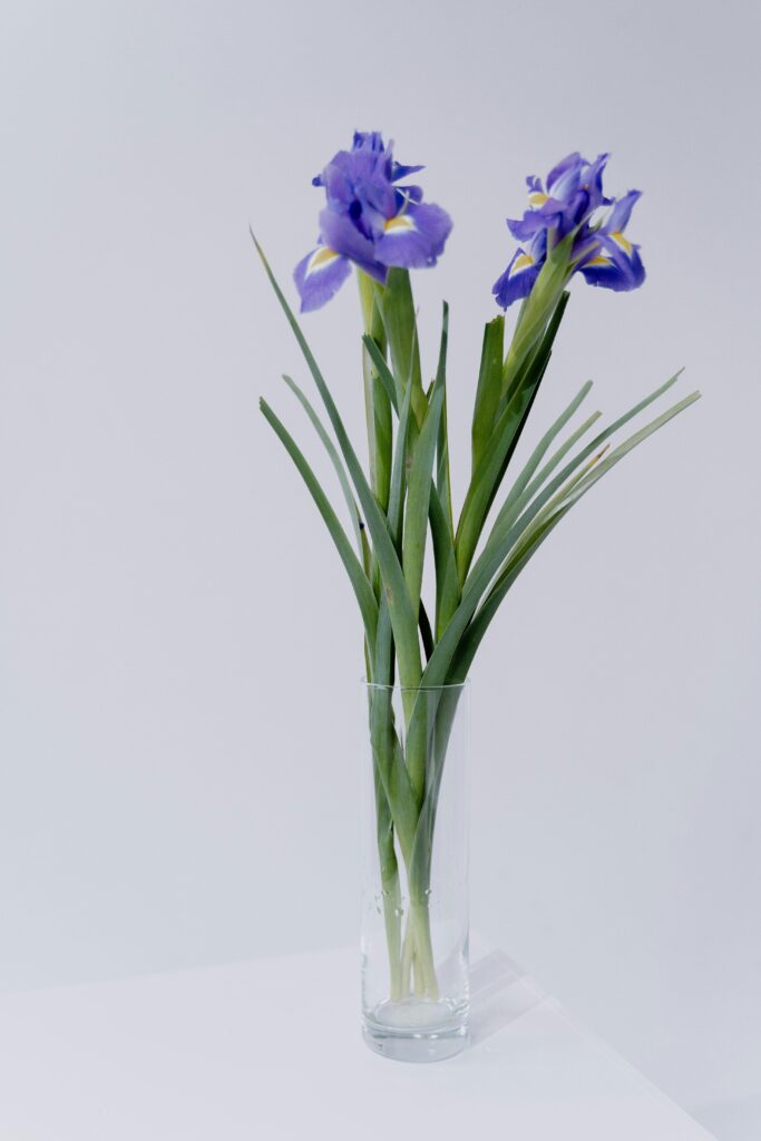 pexels photo 8450156 8450156 A simple and elegant arrangement of vibrant purple iris flowers in a clear glass vase against a minimalist background.