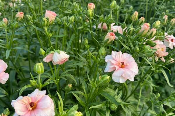 butterfly ranunculus butterfly ranunculus