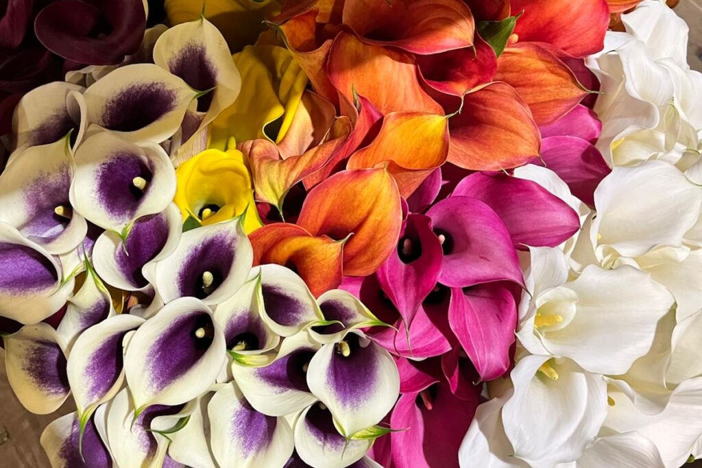 calla lilies calla lilies