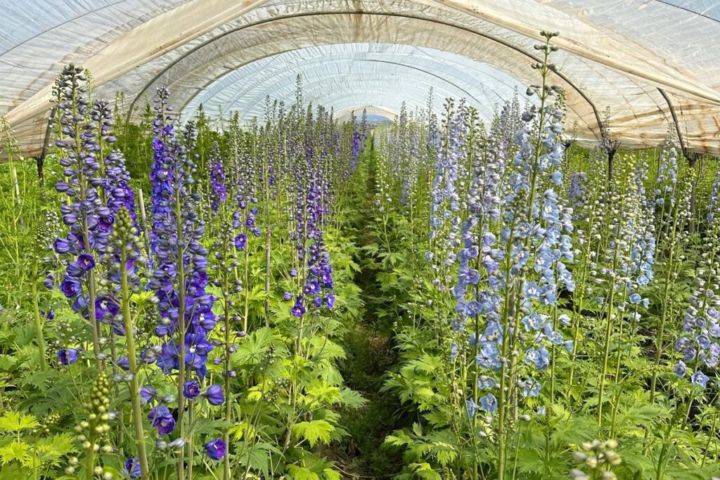 guardianes guardianes