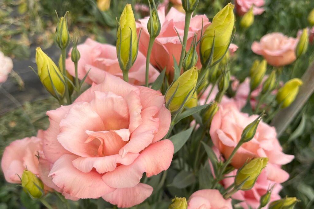 lisianthus lisianthus