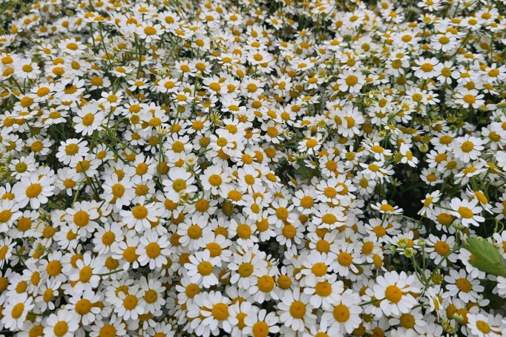 matricaria matricaria