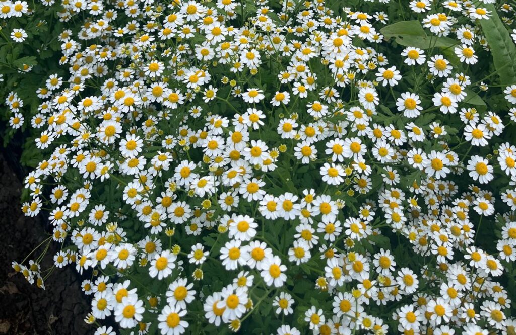 whatsapp image 2025 10 11 at 2.10.05 pm (25) whatsapp image 2025 10 11 at 2.10.05 pm (25)