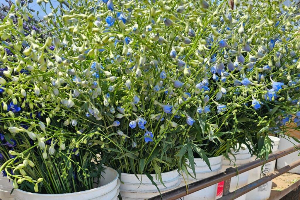 whatsapp image 2025 11 17 at 15.26.53 whatsapp image 2025 11 17 at 15.26.53