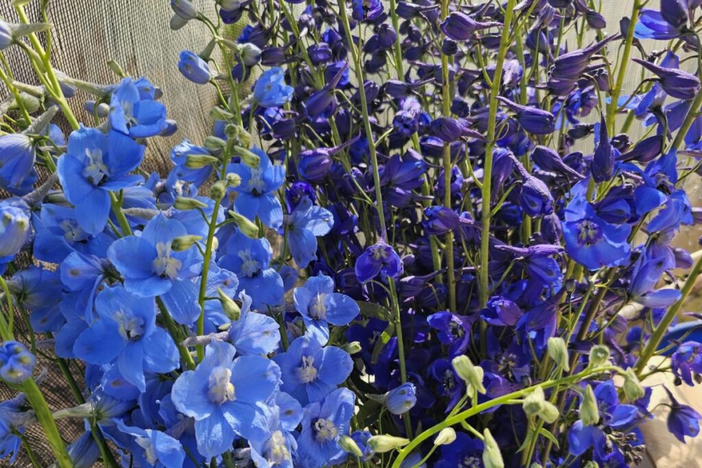 whatsapp image 2025 11 17 at 16.24.53 whatsapp image 2025 11 17 at 16.24.53