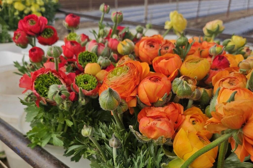 whatsapp image 2025 11 17 at 16.26.02 whatsapp image 2025 11 17 at 16.26.02