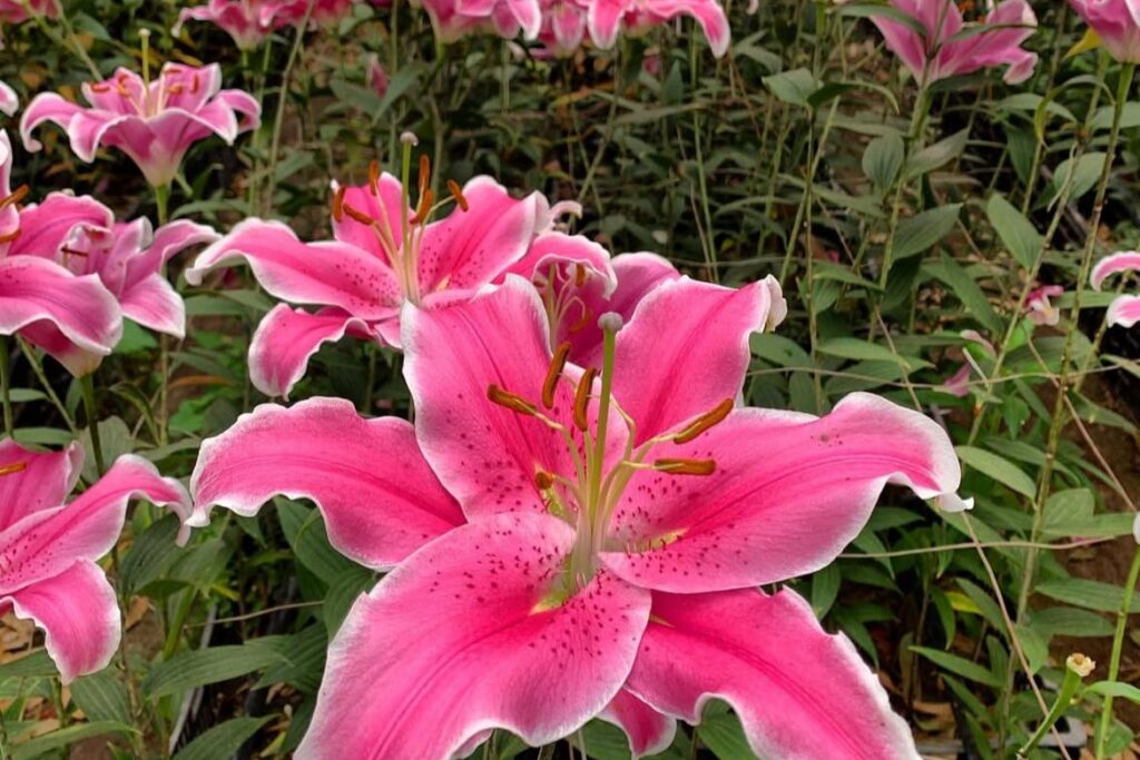 whatsapp image 2025 11 17 at 16.36.45 whatsapp image 2025 11 17 at 16.36.45