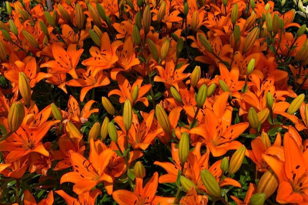 whatsapp image 2025 11 17 at 16.37.52 whatsapp image 2025 11 17 at 16.37.52